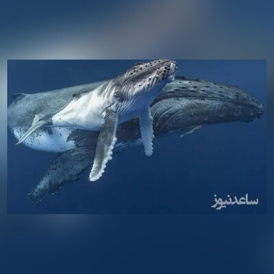 فیلمی نادر از شیر دادن نهنگ گوژپشت به بچه خود