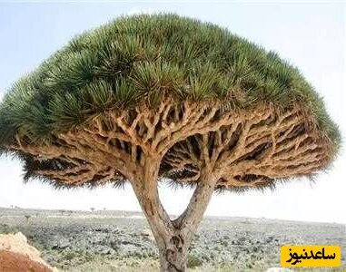 از این درخت عجیب 50 میلیون سال است که خون می‌چکد+ عکس