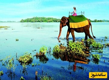 فیلی در سواحل سریلانکا 