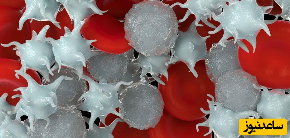 رازهای پنهان 9 ماه بارداری؛ داستان گلبول‌های سفید و مراقبت از جنین