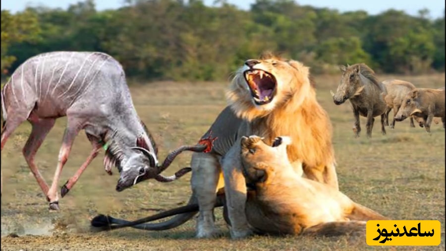 (ویدئو) حیات وحش ؛ مستند حیوانات/ نبرد خونین گوزن وحشی و شیر