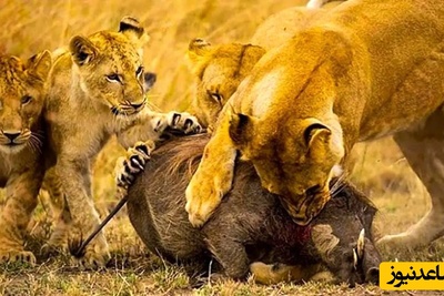 حیات وحش؛ مستند حیات وحش حیوانات / نبرد سگ‌های وحشی با شیر