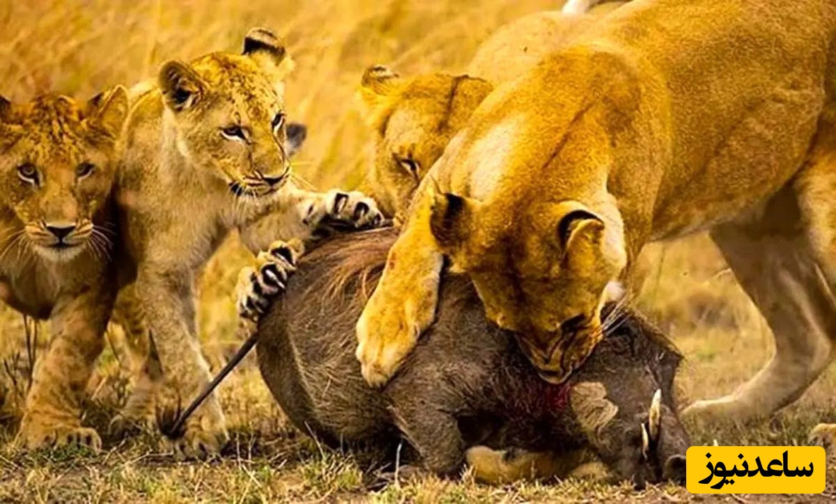 حیات وحش؛ مستند حیات وحش حیوانات / نبرد سگ‌های وحشی با شیر