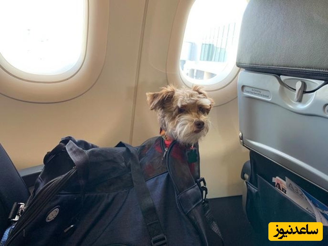 خدمات حمل حیوانات