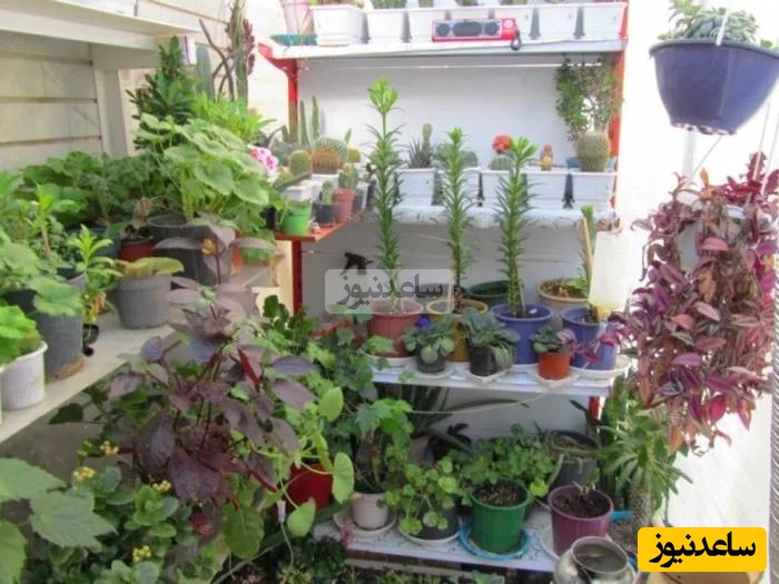 پرورش گل و گیاه