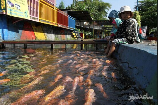 یک منطقه پرورش ماهی پشت آب های سد "لِپِن" اندونزی/ زوما
