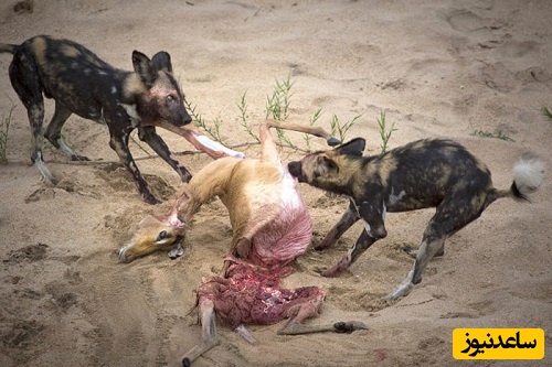 (ویدئو) مستند حیات وحش/راز بقا، این داستان: حمله وحشیانه کفتارها به غزال تیزپا