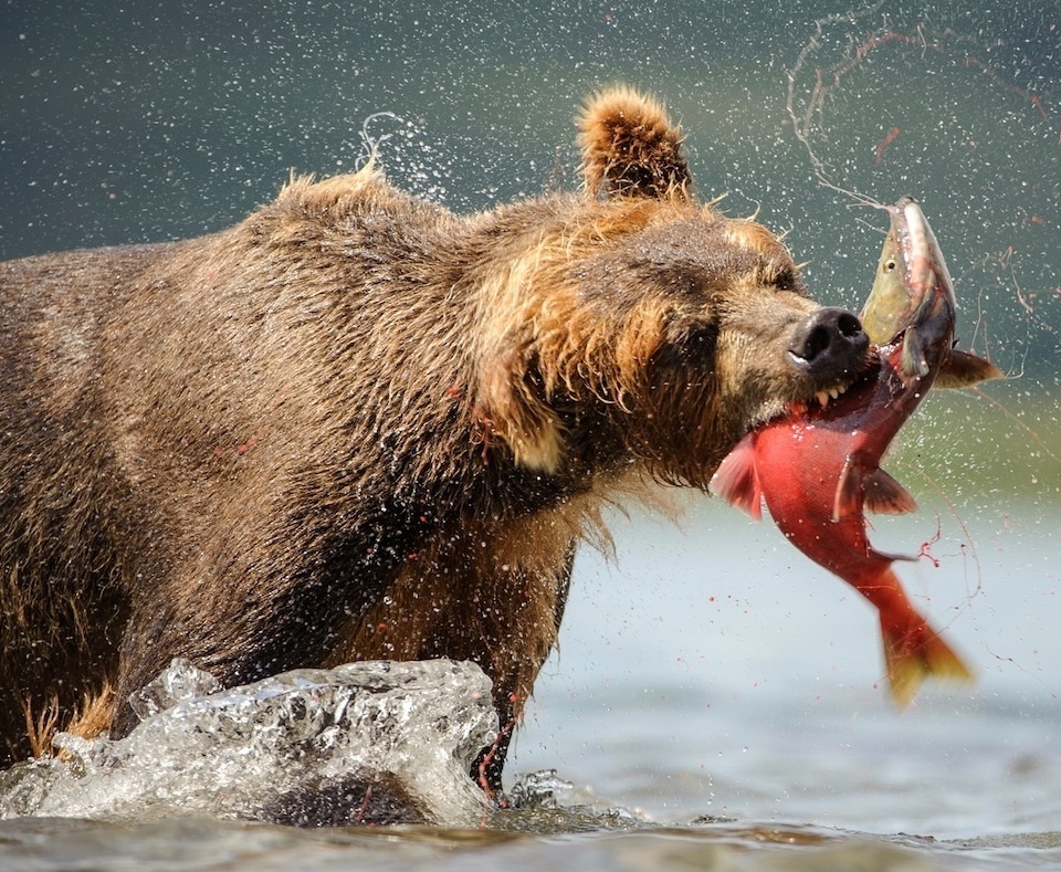 (ویدیو) حمله خرس‌ها به صید ماهیگیران/ مستندی از تقابل انسان و حیات وحش