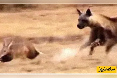 (ویدئو) حیات وحش ؛ مستند حیات وحش حیوانات /  تعقیب و گریز دیدنی کفتار قهوه ای و مورچه خوار