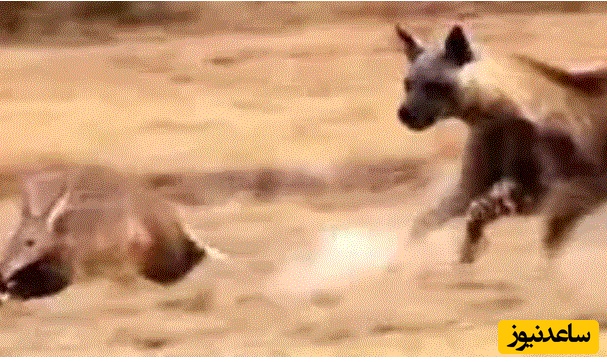 (ویدئو) حیات وحش ؛ مستند حیات وحش حیوانات /  تعقیب و گریز دیدنی کفتار قهوه ای و مورچه خوار