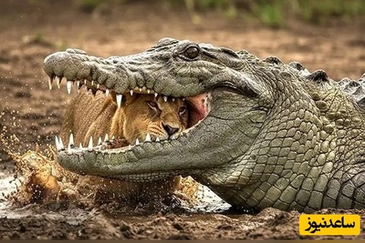 ویدئوی حیات وحش روز؛ این ماجرای راز بقا: نبرد مرگبار شیر جوان و کروکودیل سنگدل