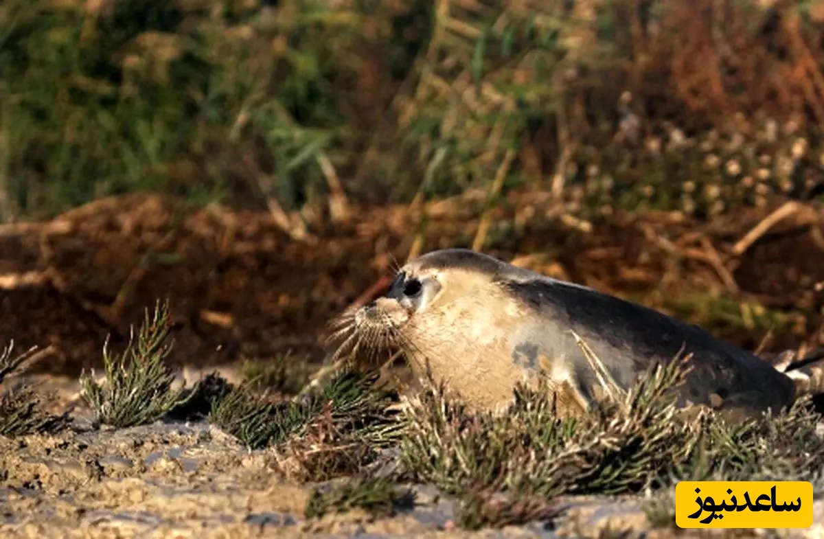 کشف موجودی ناشناخته و مرموز در ساحل دریای خزر / هشدار به مسافران