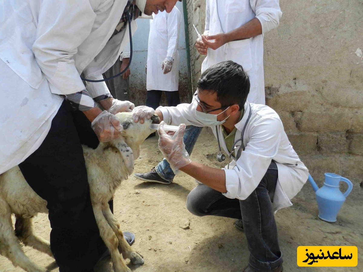 دانلود رایگان دفترچه سوالات و پاسخنامه کنکور دکتری سال 96 (گروه دامپزشکی)