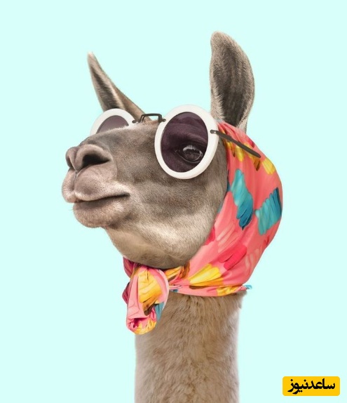 معما تصویری | آماده‌ای مغزتو به چالش بکشی؟ پس حیوان پنهان شده در تصویر رو زیر 10 ثانیه پیدا کن!