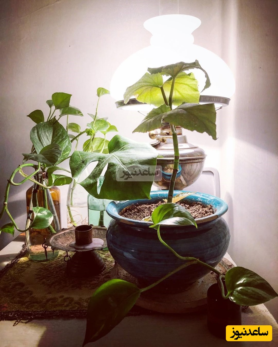 چیدمان منزل الهام کردا