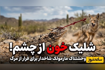(ویدئو) مستند حیات وحش ماجرای امروز راز بقا: شلیک خون از چشم! / سلاح وحشتناک مارمولک شاخدار برای فرار از مرگ