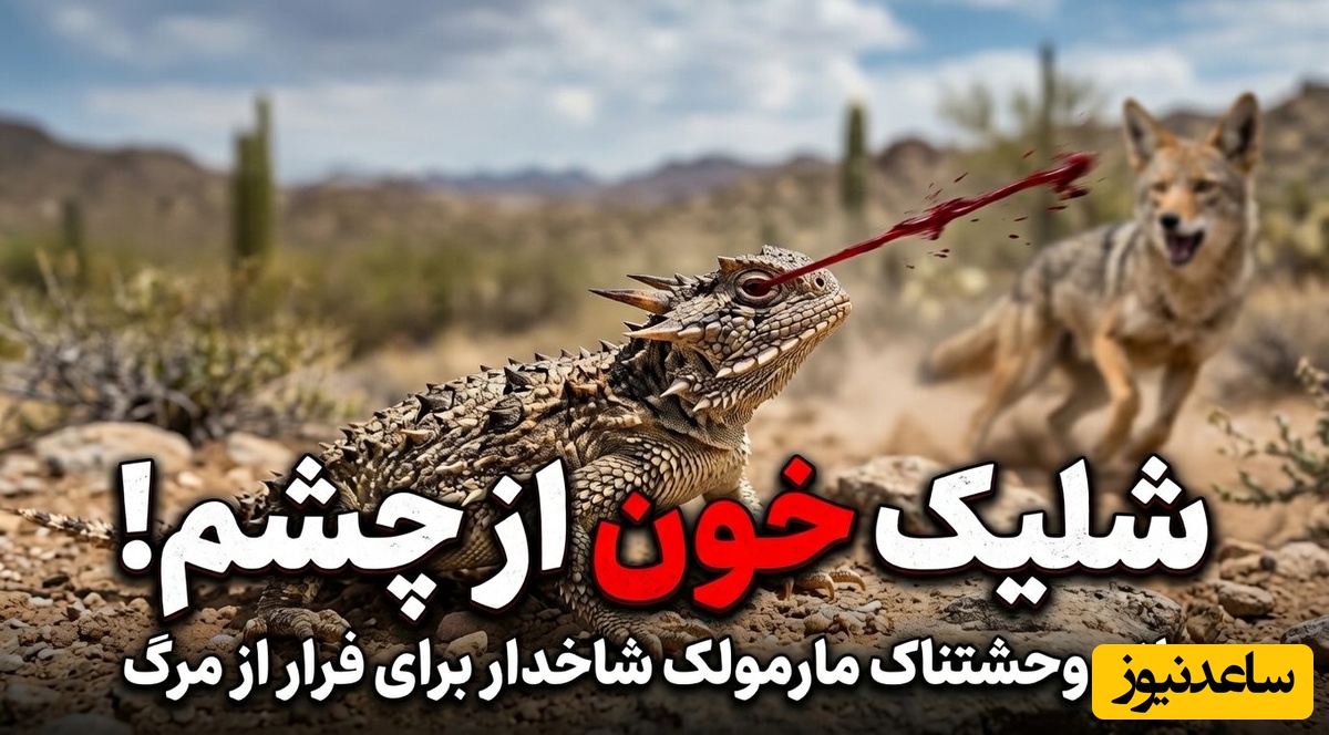 (ویدئو) مستند حیات وحش ماجرای امروز راز بقا: شلیک خون از چشم! / سلاح وحشتناک مارمولک شاخدار برای فرار از مرگ