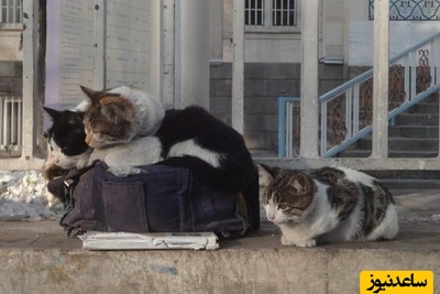 پایان این کلیپ از شروعش قشنگ تره/ بچه گربه ای که با اعتماد به مادرش لحظه ای عاشقانه ساخت🐾+ ویدئو