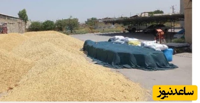 توزیع بیش از 550 تن نهاده دامی در بین عشایر شهرستان لالی به دلیل خشکسالی