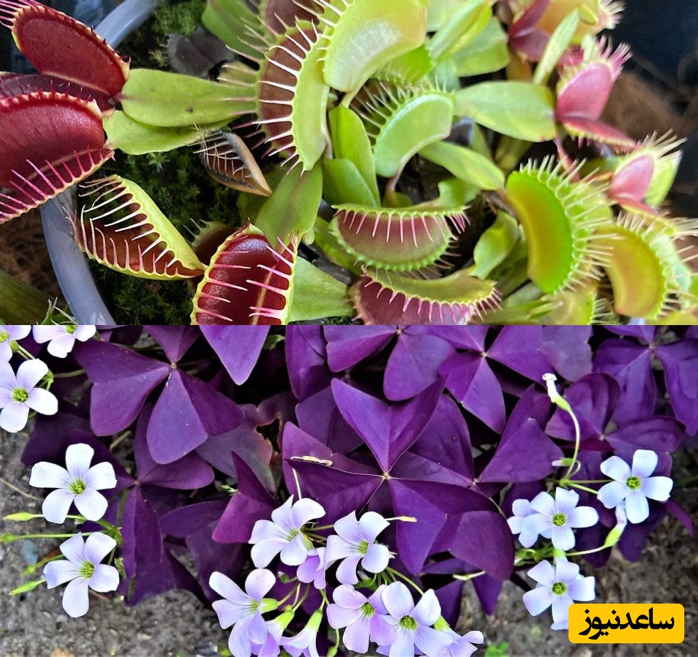 محبوب‌ترین گیاهان آپارتمانی گیاهان کوچک و کم‌دردسر با نگهداری ساده و نیاز کم به مراقبت/ مگس های مزاحم رو به دام میندازه!