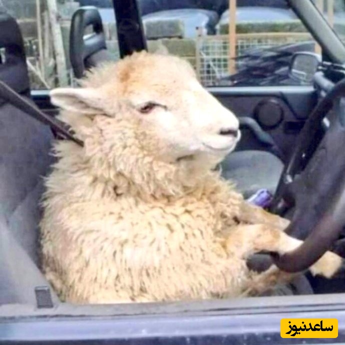 فیلم/حمل عجیب گوسفند زنده در سقف تاکسی