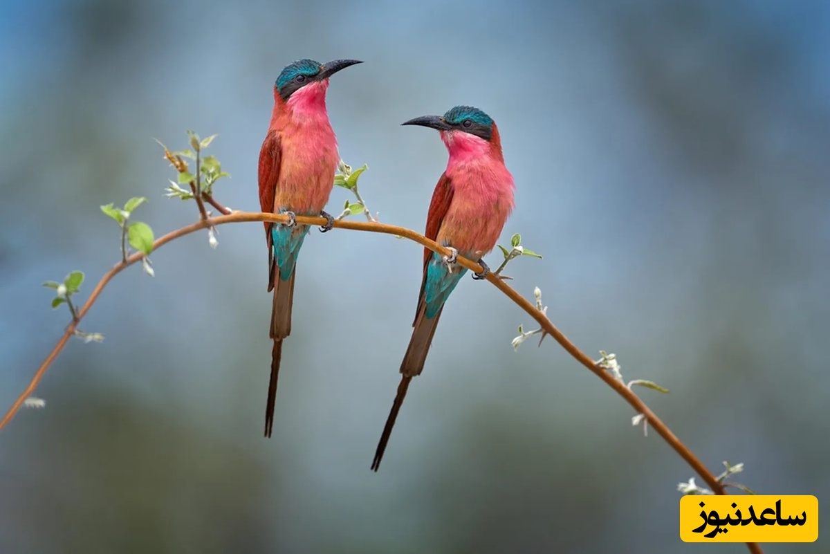 پرندگان عاشق هم خیانت می‌کنند؟ آمار طلاق در میان گونه‌های مختلف / از انتقام تا جدایی کامل!