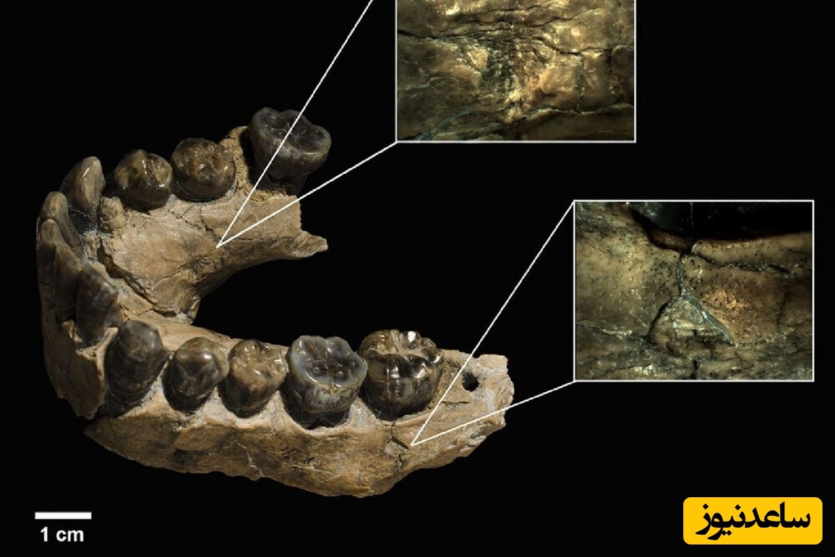 کشف بقایای انسان‌های 2 میلیون ساله که صورتشان توسط «پلنگ» خورده شده بود