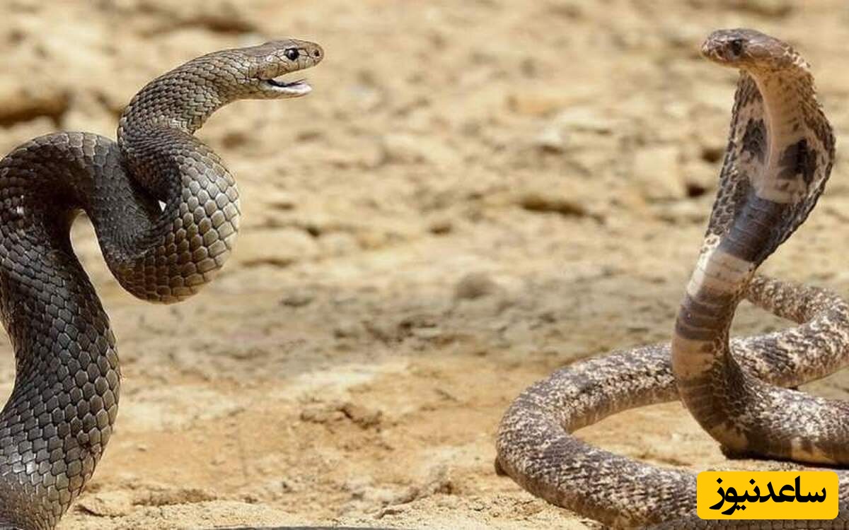 حیات وحش ؛ مستند حیات وحش حیوانات / نبرد مارهای سمی