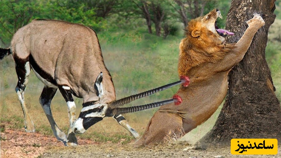 حیات وحش؛ ضایع شدن یک شیر هنگام حمله وحشیانه به شاخ‌چنگی/ آبروی سلطان جنگل رفت+ویدیو