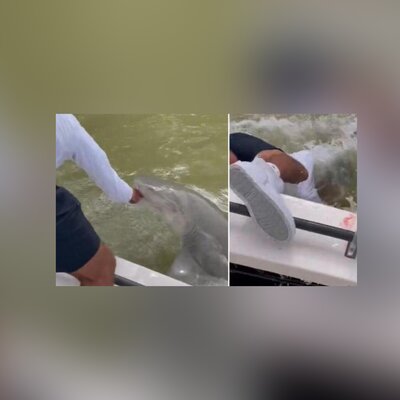 (ویدئو) کوسه یک ماهیگیر را به درون آب کشید