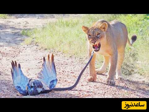 حیات وحش؛ مستند حیوانات/ نبرد نفسگیر مار کبری و شیر ماده بر سر یک عقاب/ نتیجه واقعا باورنکردنیه!