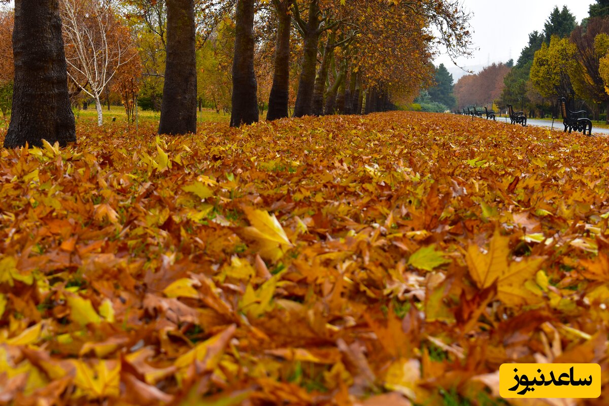 باغ گیاه شناسی