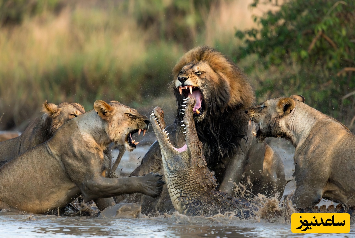قانون جنگل؛ مستند حیات وحش؛ حمله گله شیرها به تمساح/ وقتی سلطان جنگل به قلمرو تمساح یورش می‌برد