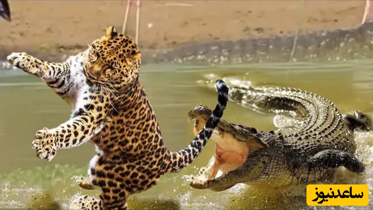 (ویدئو) مستند حیات وحش حیوانات/ راز بقا، این داستان: نبرد نفس‌گیر پلنگ و تمساح وحشی زیر آب
