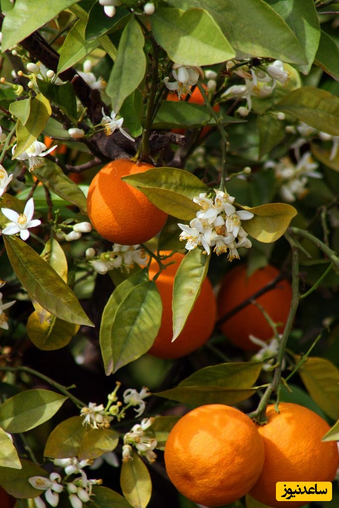 با خواص شگفت‌انگیز نارنج آشنا شوید؛ از درمان سرماخوردگی تا تقویت سیستم ایمنی