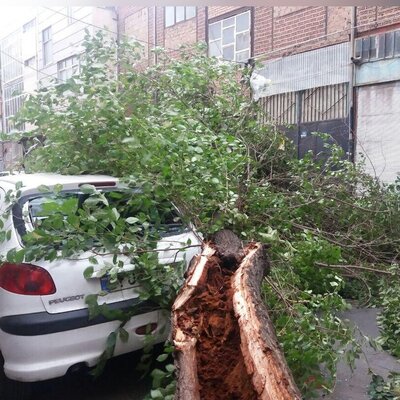 ببینید | سقوط یک اصله درخت در خیابان ولیعصر