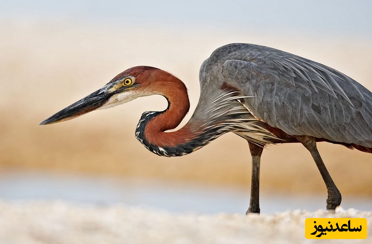 (ویدیو) مستند حیات وحش/ شکار غافلگیرکننده؛ حواصیل آبی بزرگ در کمین گوفر روی خشکی