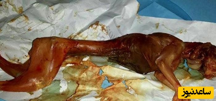 زنی که بچه خرگوش به دنیا آورد !