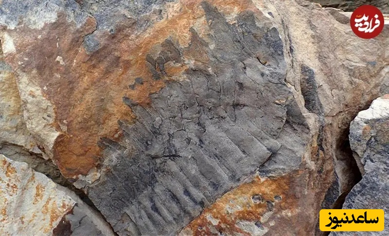 فسیل کشف‌شده