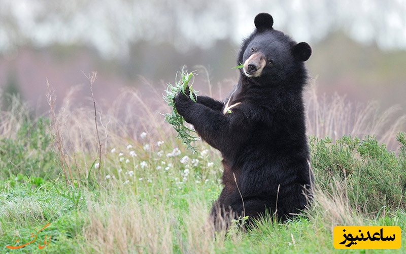 ببینید| بازیگوشی خرس سیاه در فرودگاه باعث لغو شدن 12 پرواز شد