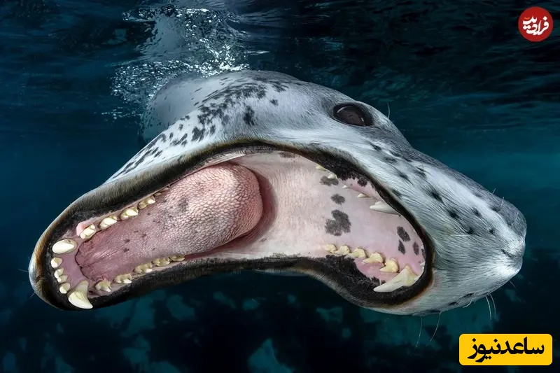 برنده بخش استعدادهای جوان