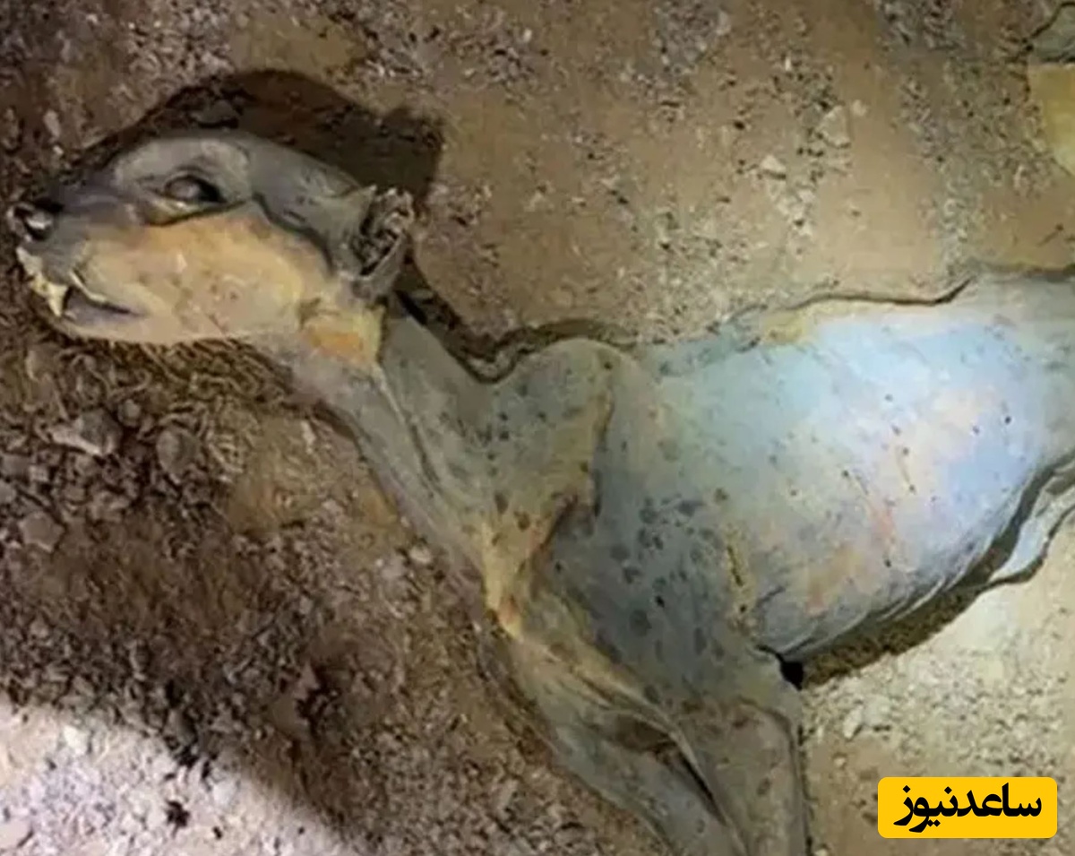 کشف «مومیایی طبیعی یوزپلنگ» در غارهای شمال عربستان