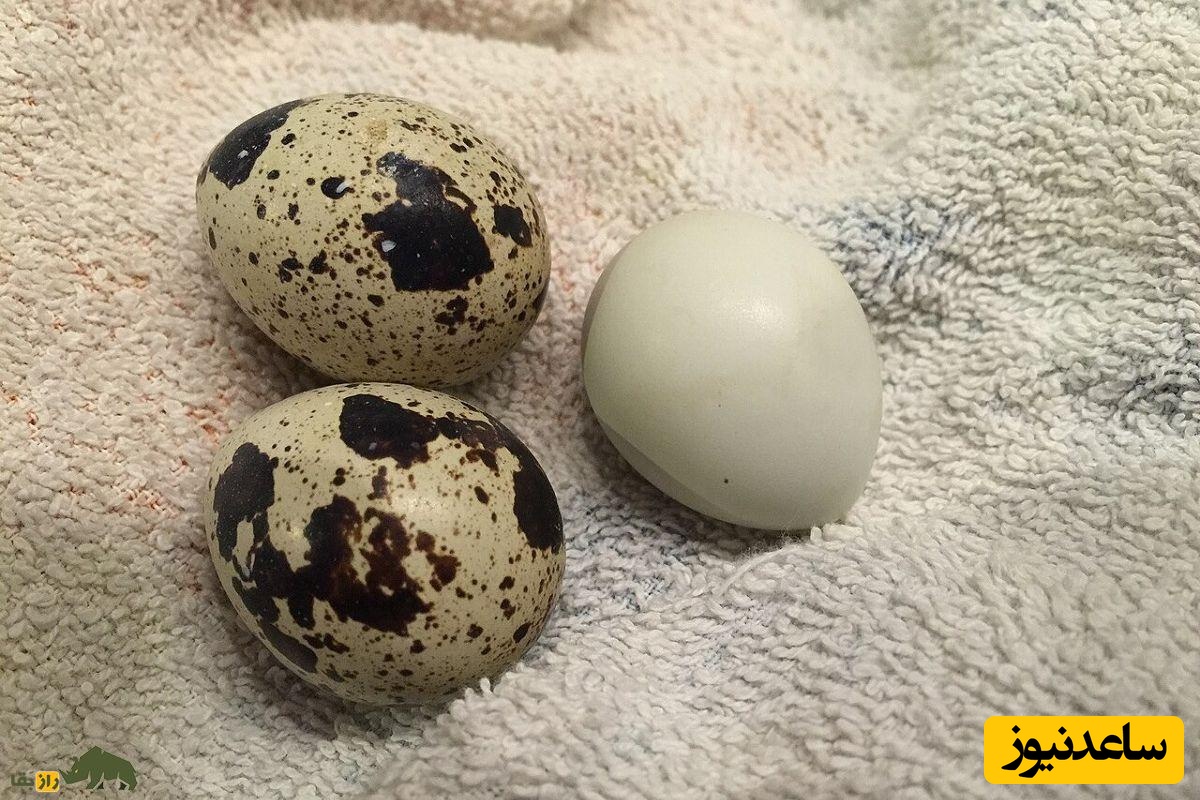 تخم بلدرچین