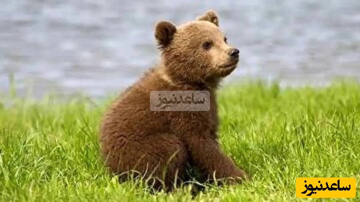 (ویدیو) مستند حیات وحش/ بازیگوشی یک توله‌خرس با بادکنک/ لحظه‌ای بامزه وسط جاده جنگل