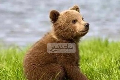 (ویدیو) مستند حیات وحش/ بازیگوشی یک توله‌خرس با بادکنک/ لحظه‌ای بامزه وسط جاده جنگل