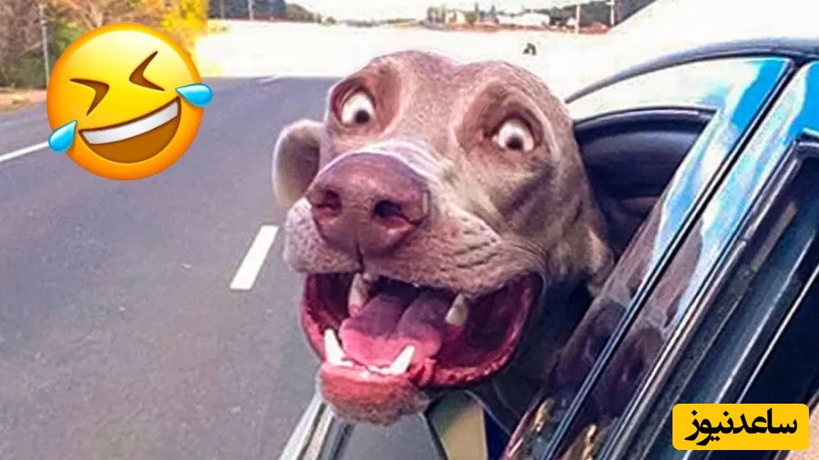 سگ‌هاتون رو برای نگهبانی نخرید، خودشون به محافظ احتیاج دارن!🤣/ اگر به دنبال چند دقیقه خنده و دیدن دنیای متفاوت حیوانات هستید با ما همراه باشید+ ویدیو