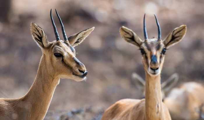 (ویدیو) جدال تاج‌داران دشت در قلب طبیعت/ نبرد دو آهوی نر در پارک ملی گلستان
