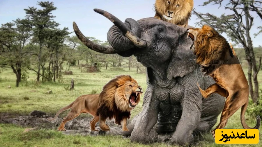 (ویدئو) مستند حیات وحش حیوانات/ تلاش شیر نر برای کشیدن یک فیل غول پیکر روی زمین