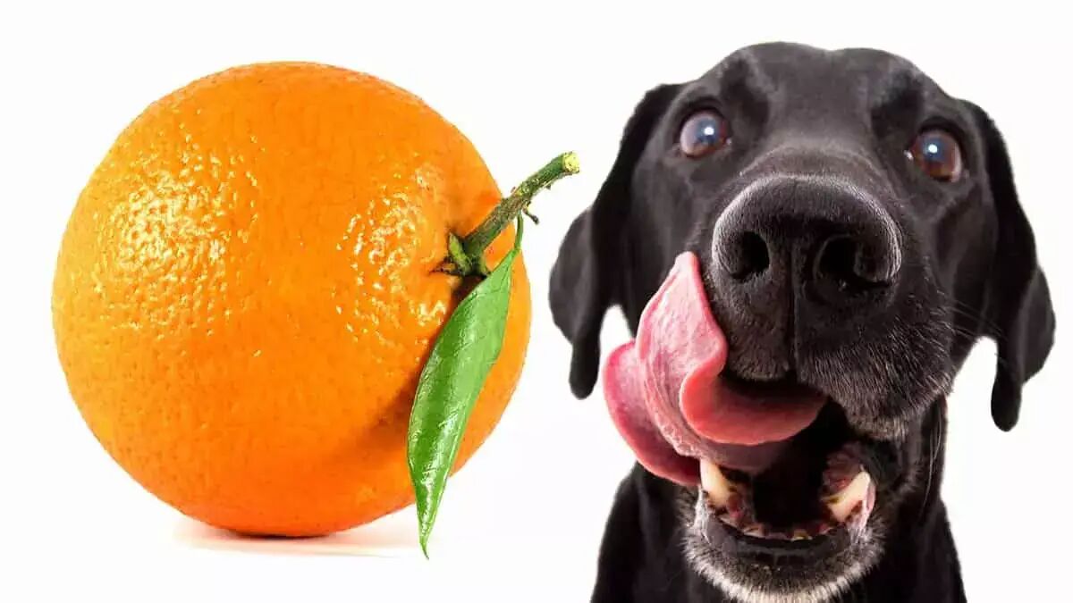 آیا سگ می تواند پرتقال بخورد؟