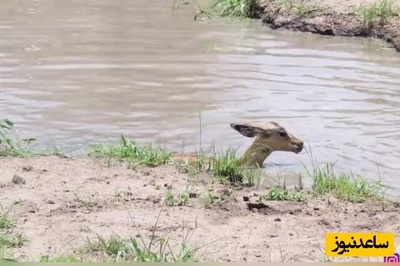 (ویدئو) ایمپالا از دست کروکودیل فرار کرد و در دام پلنگ ادفتاد!